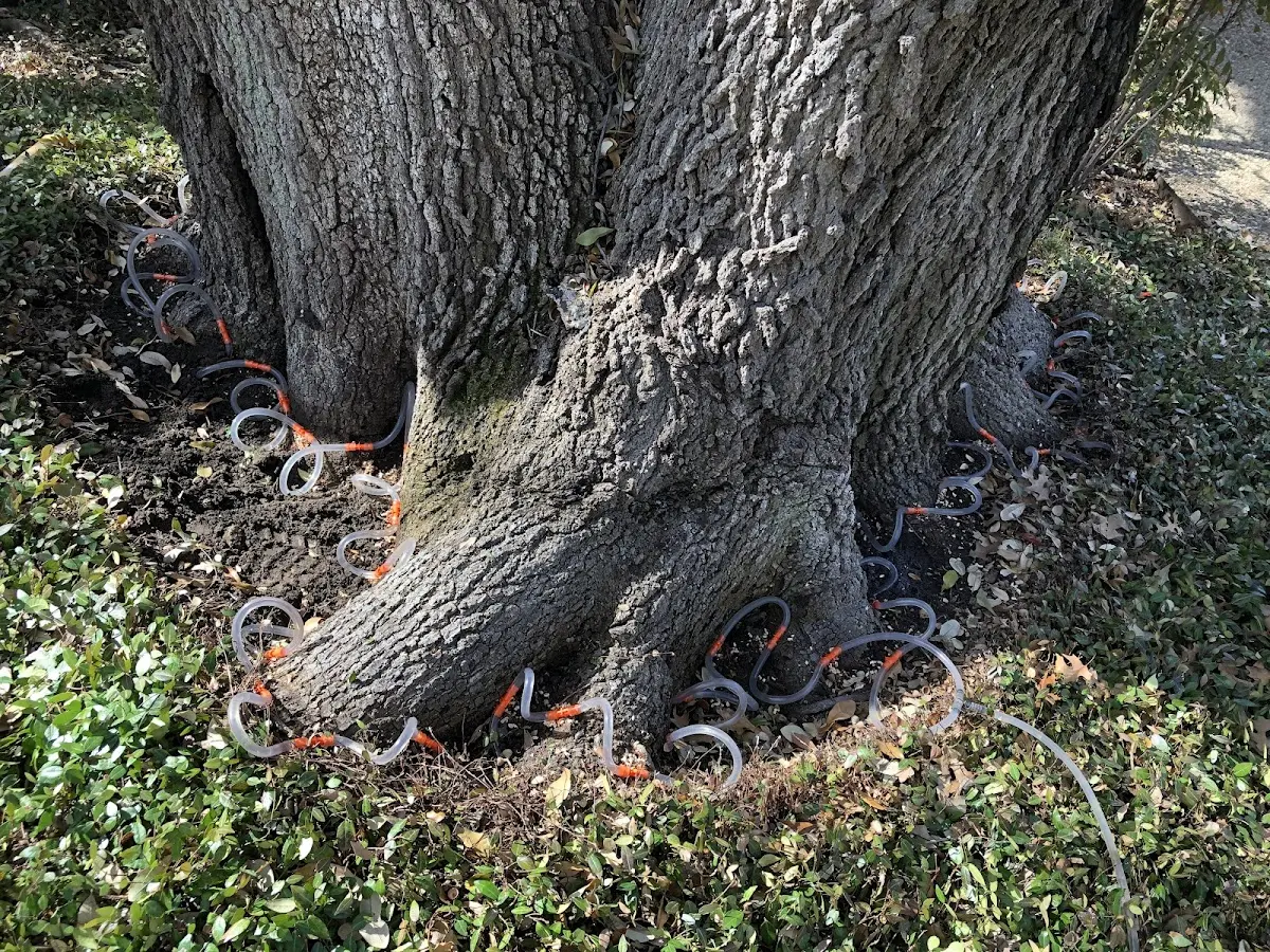 Detailed Shrub and Hedge Trimming job site in Hardy
