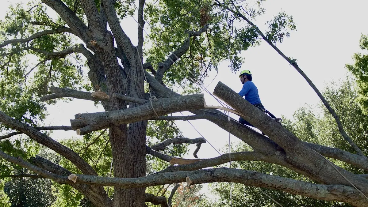 Professional Hazardous Tree Removal performed by certified arborists in Hardy