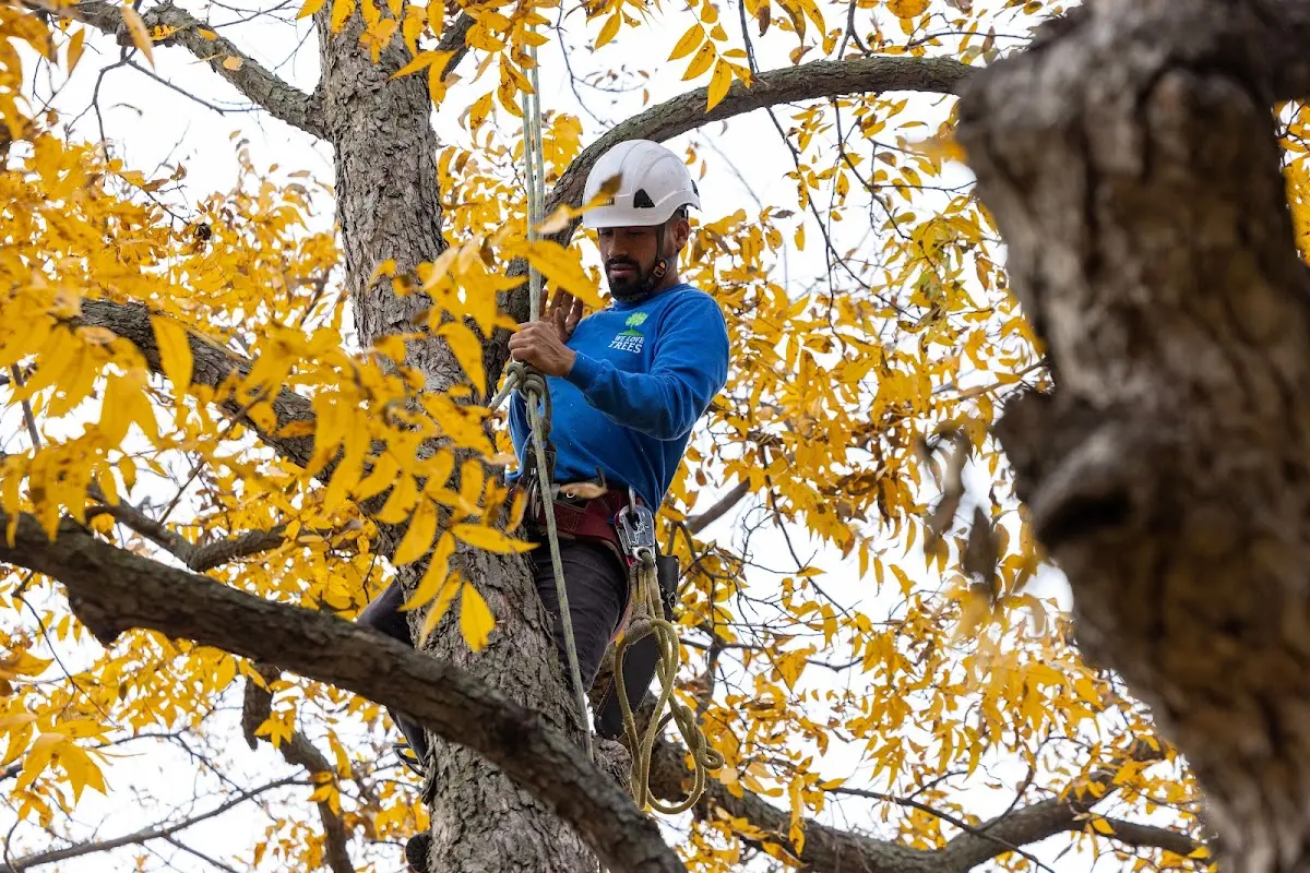 Skilled Tree Transplanting crew working in Hardy