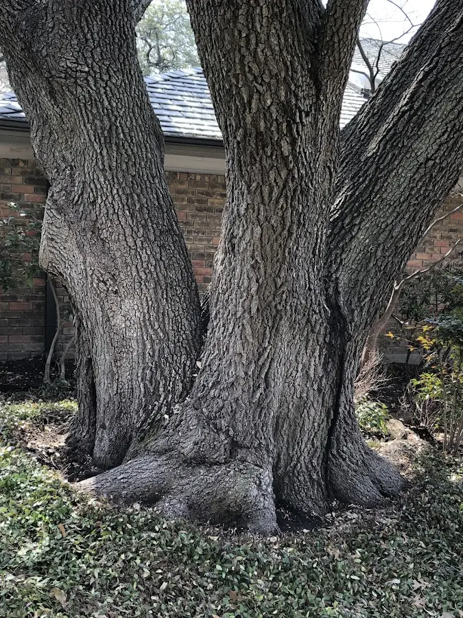 Mature heritage tree close to a Hardy property cared for by certified arborists